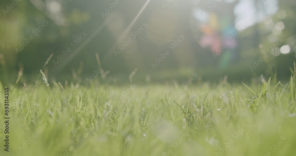fresh nature green grass lawn and unfocused of colorful windmill fan Rotating Pinwheel wind turbine Toy with sunlight rays flare shining in the morning - obrazy, fototapety, plakaty 