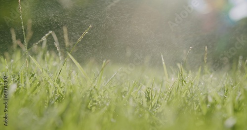 falling Water Dew drops on fresh green grass lawn with sunlight rays flare shining in the morning © HarryKiiM Stock