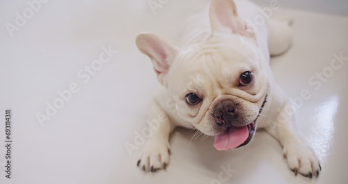 Portrait attractive cute white French bulldog lying relaxing looking at camera in living room