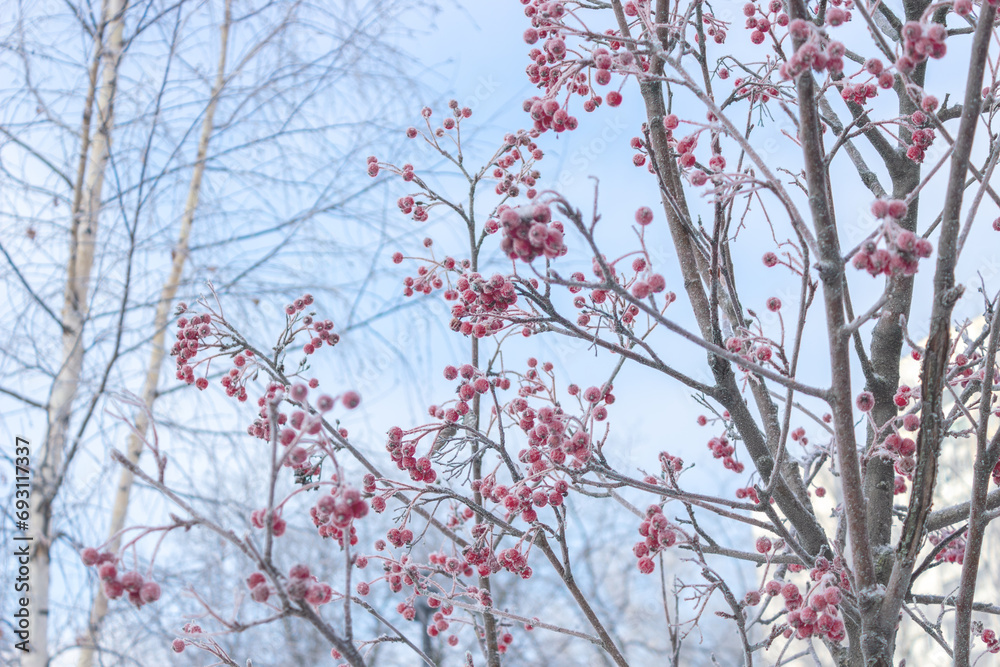 Winter matte background with red rowan berries on tree branches covered with frost Winter matte background with red rowan berries on tree branches covered with frost
