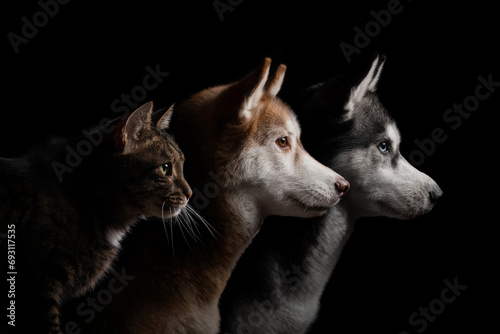 Animal portraits on a black background