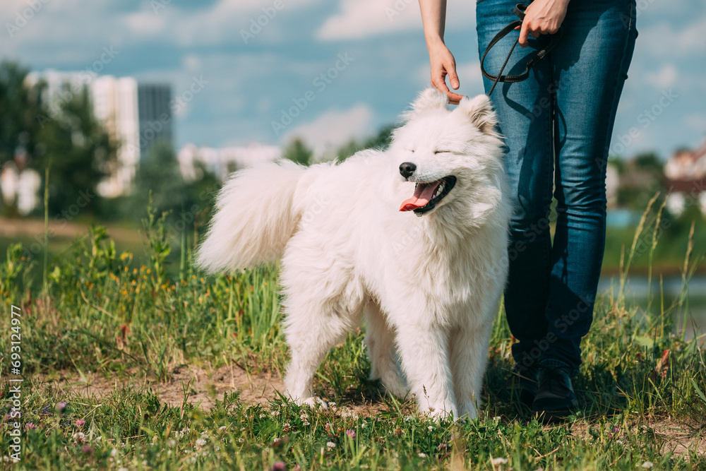 Funny Young White Samoyed Dog Or Bjelkier, Smiley, Sammy Standing Near Woman In Green Grass. White Samoyed Dog With Owner On Walk. Summertime. Summertime Background. Funny Young White Samoyed Dog Or Bjelkier, Smiley, Sammy Standing Near Woman In Green Grass. White Samoyed Dog With Owner On Walk. Summertime. Summertime Background.