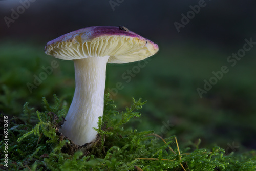 A Macro Photograph of a Rusula Mushroom Growing Through Liken in a Forest. © Neil