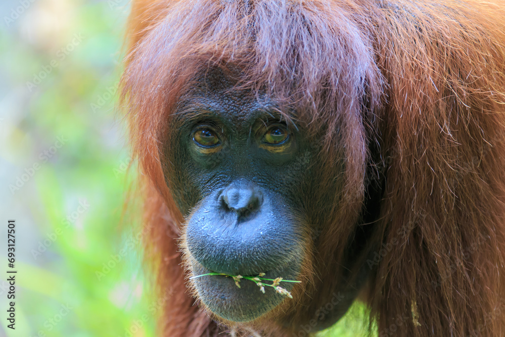 orangutans or pongo pygmaeus is the only asian great found on the island of Borneo and Sumatra orangutans or pongo pygmaeus is the only asian great found on the island of Borneo and Sumatra