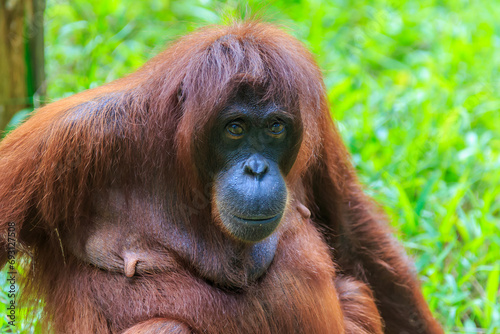 orangutans or pongo pygmaeus is the only asian great found on the island of Borneo and Sumatra photo