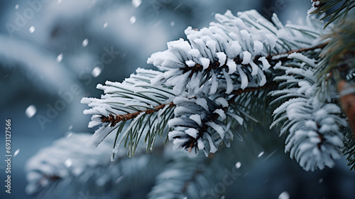 Photo of a snow-covered pine tree up close. Christmas Background., Pine tree branches are covered with frost, nature winter natural dark background, snow-covered coniferous needles close-up, soft foc
 photo
