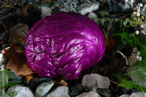 red cabbage on nature leaf and foliage 