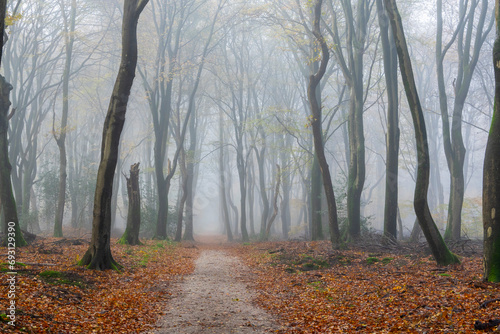 Spooky misty forest at winter-autumn with a path.