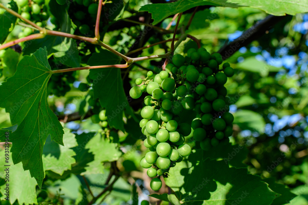 Delicate small fruits and green leaves of grape vine in a sunny summer garden, beautiful outdoor monochrome background photographed with soft focus.