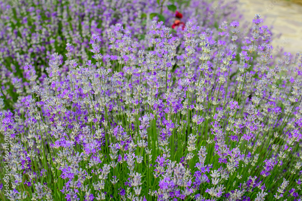 Many small blue lavender flowers in a garden in a sunny summer day photographed with selective focus, beautiful outdoor floral background.