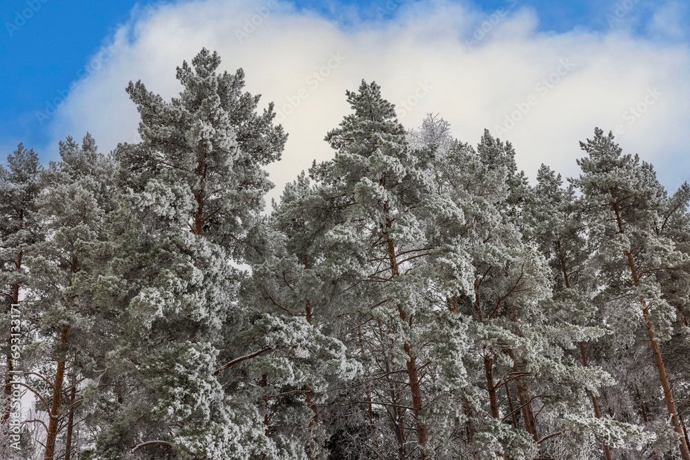 Pine tree tops dusted with snow stand in a wintry forest against the backdrop of a blue sky with white clouds. Sweden. Pine tree tops dusted with snow stand in a wintry forest against the backdrop of a blue sky with white clouds. Sweden.