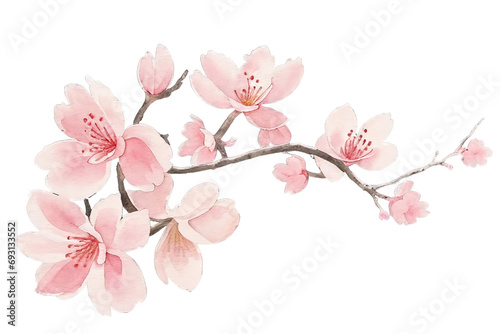 Sakura tree isolated watercolor illustration with alpha channel.