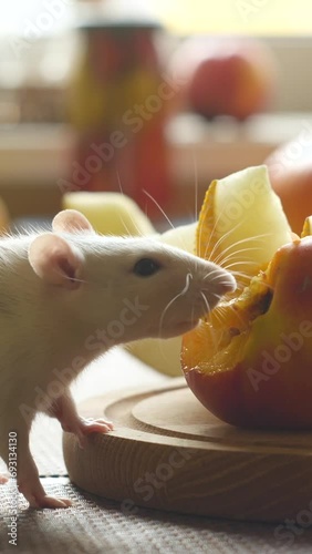 White rat eats fresh fruit