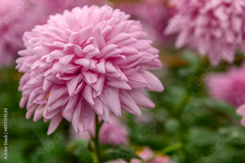 One large pink chrysanthemum flower in bloom. On open air.