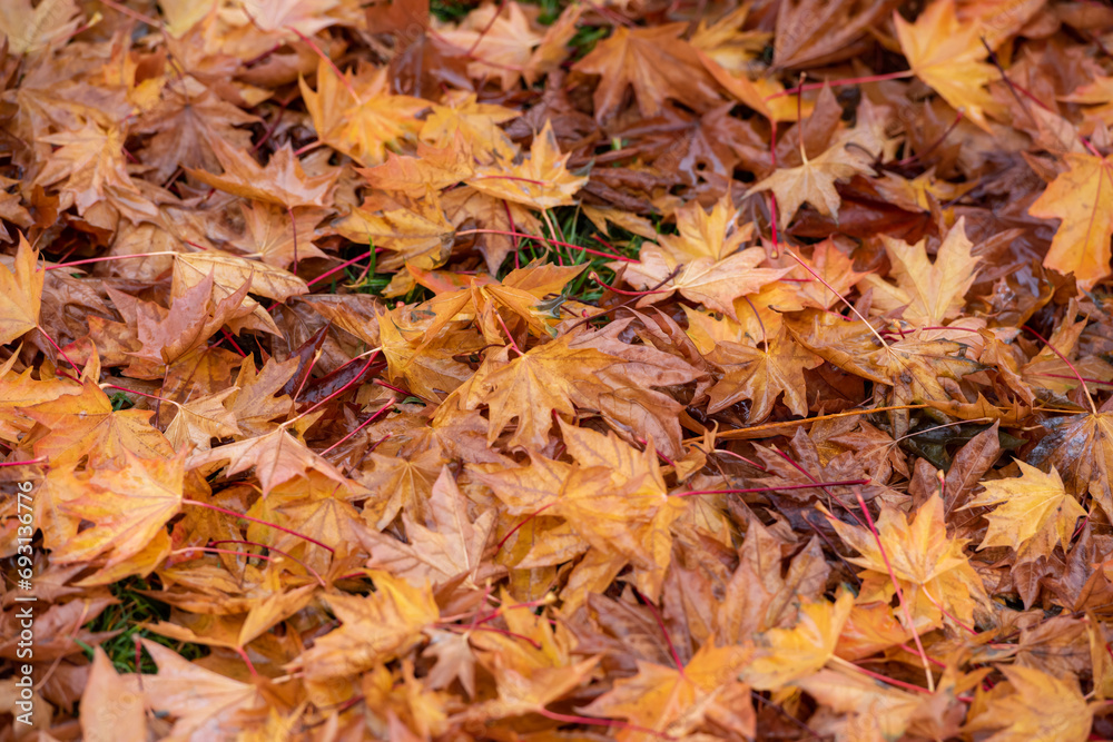 A visual feast of colorful leaves falling on tree branches or on the ground in autumn A visual feast of colorful leaves falling on tree branches or on the ground in autumn