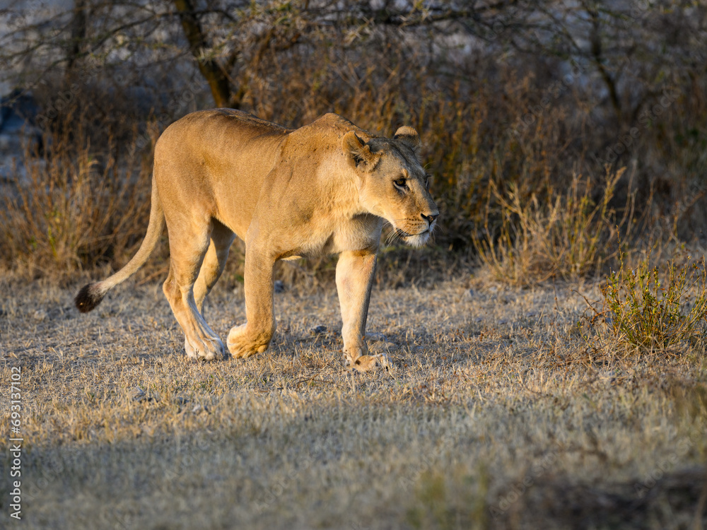 Female lion lioness walking in savannah of Tanzania in early morning Female lion lioness walking in savannah of Tanzania in early morning