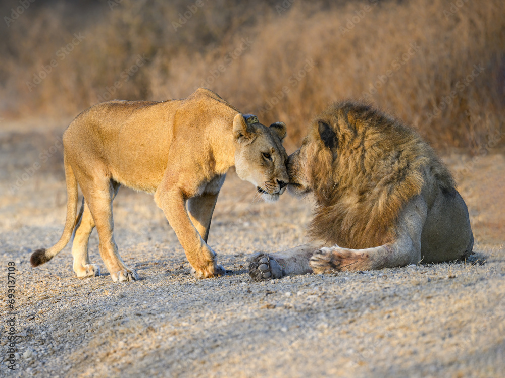 Female lion greetings male lion lioness in savannah of Tanzania in early morning Female lion greetings male lion lioness in savannah of Tanzania in early morning