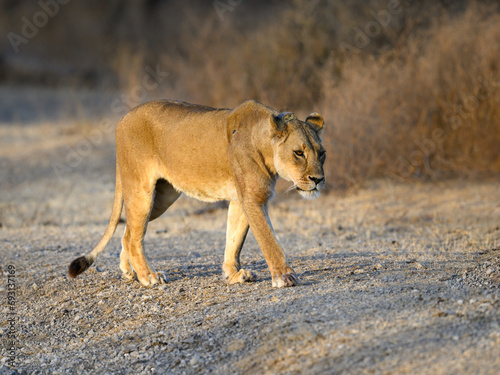 Female lion lioness walking in savannah of Tanzania in early morning