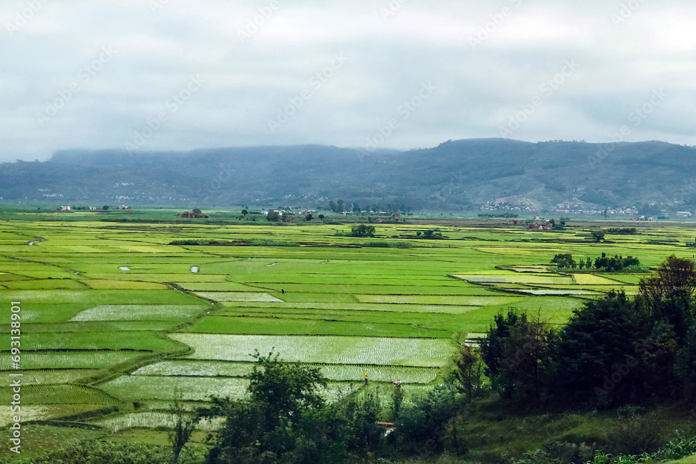 Green Rice Fields Madagascar