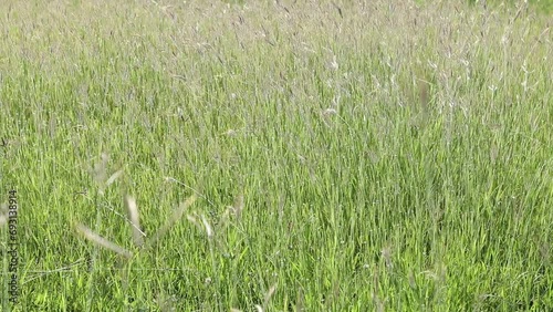 Swallen Fingergrass , Finger Grass ,Grass flower for the background