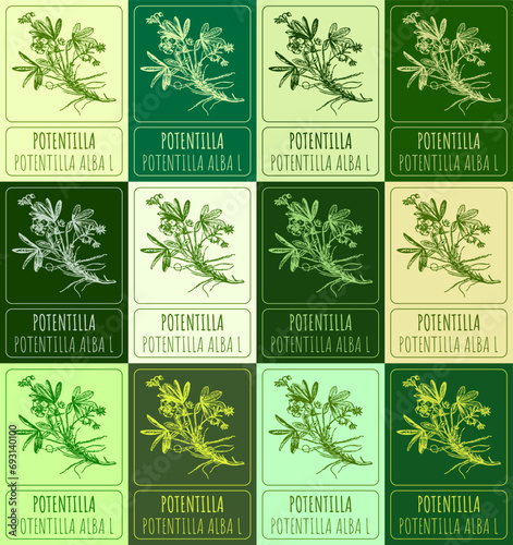 Set vector drawing of POTENTILLA in various colors. Hand drawn illustration. Latin name POTENTILLA ALBA L.