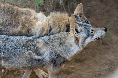 Fototapeta Naklejka Na Ścianę i Meble -  Arabian wolf (Canis lupus arabs) intimate moments, wolf chasing female for mating chance, breeding of Arabian wolves, a female wolf in estrous.