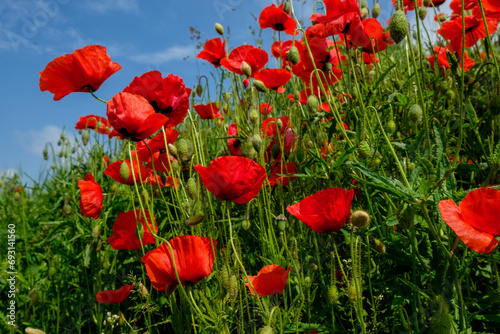 Vivid Red Poppies in Summer Bloom