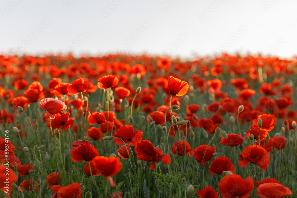 Obraz premium Endless Red Poppies at Sunset