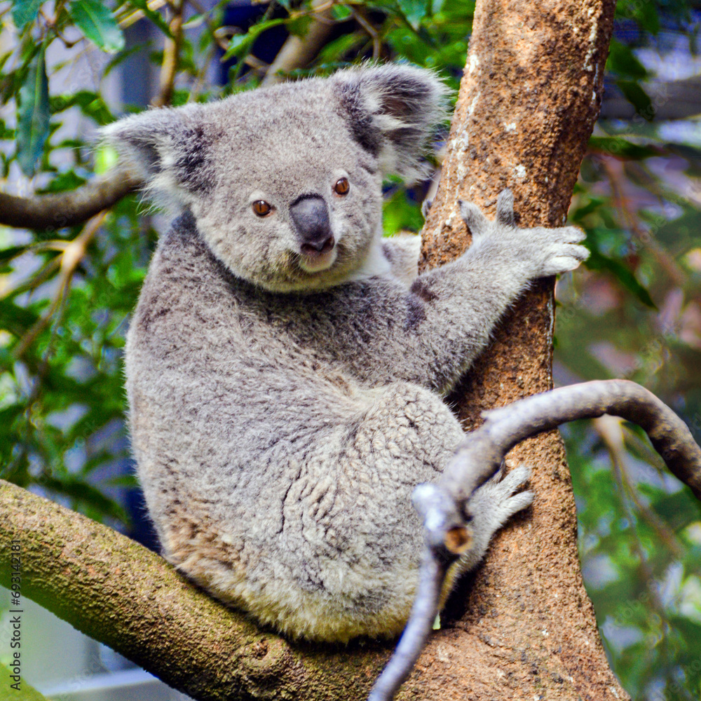 Fototapeta premium Cute Australian Koala Bear Photo