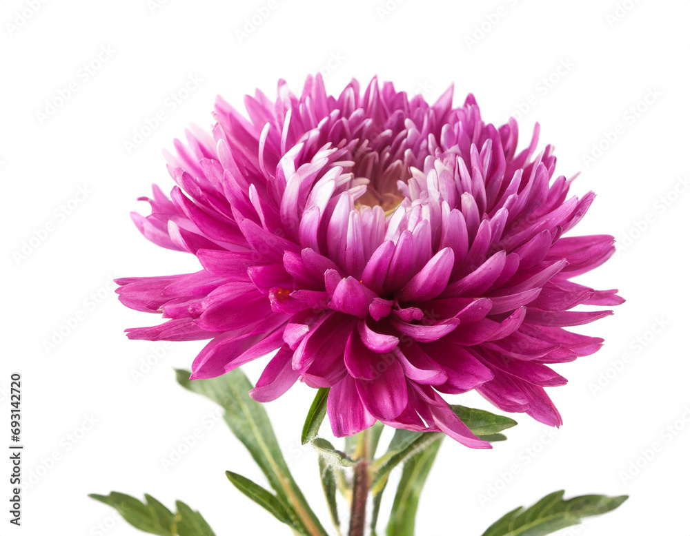 Aster blume isoliert auf weißem Hintergrund, Freisteller 