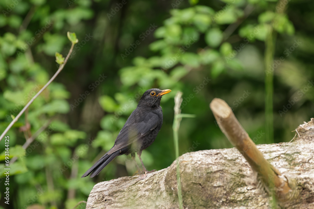 Fototapeta premium black bird on a tree trunk