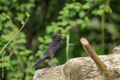 black bird on a tree trunk