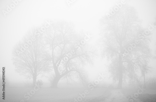 silhouette of bare trees in the fog