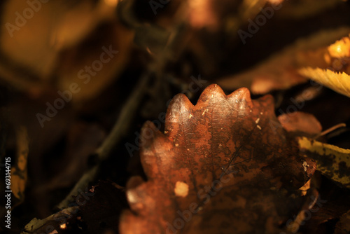 brown leaves in autums photo