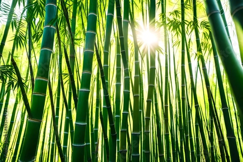 bamboo in the sun