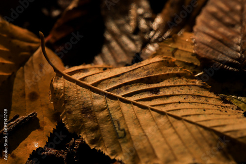 brown leaves in autums photo