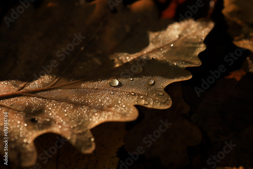 macro image of an oak tree leaf with raindrops
