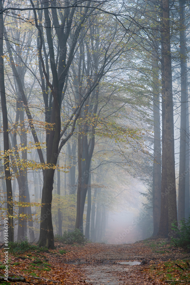 Misty morning in an autumn forest with tall beech trees Misty morning in an autumn forest with tall beech trees
