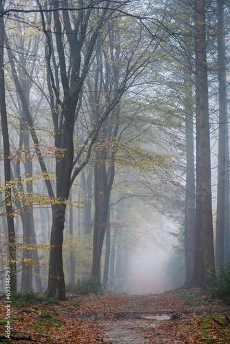 Misty morning in an autumn forest with tall beech trees