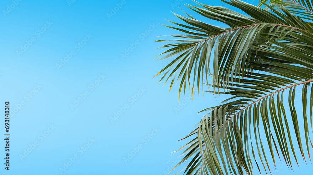 Palm tree in front of a fresh blue coloured background template 