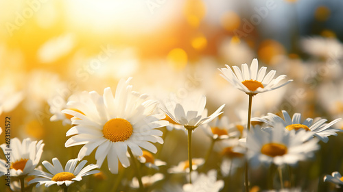 Summer field of daisies background, Template 