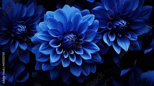 Vibrant blue flowers bloom in a dark room, casting a mysterious glow