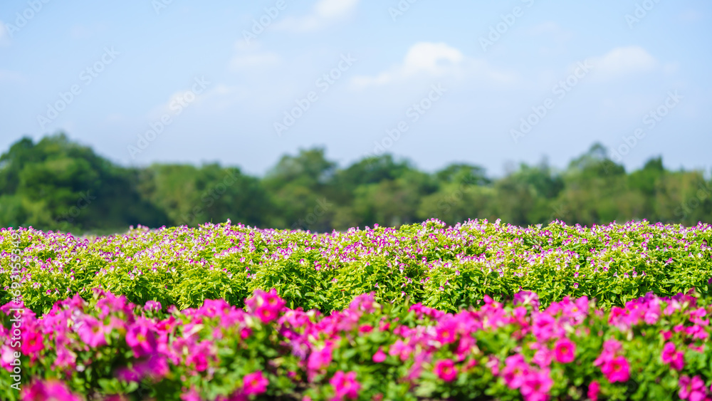 Nature view of pink flower and green leaf with blue sky under sunlight with copy space using as background natural landscape, ecology wallpaper cover page concept.