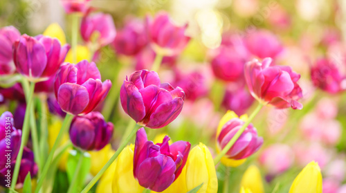 Closeup of red and pink Tulip flower under sunlight using as background natural plants landscape  ecology wallpaper cover page concept.