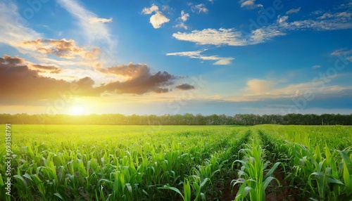 sunset over corn field with blue sky and clouds agricultural landscape background