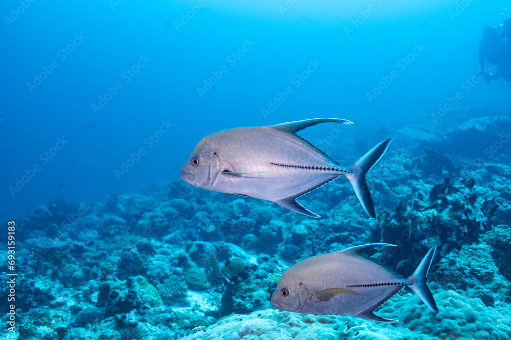 Fototapeta premium Black Trevally - Maldives