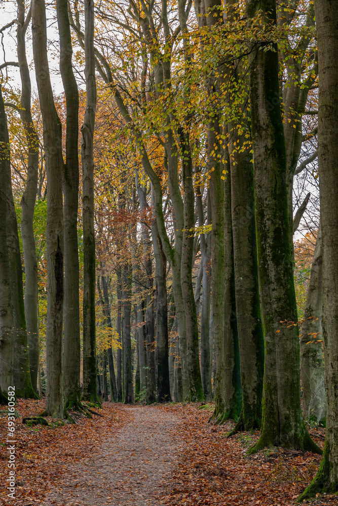 Obraz premium Forest path between majestic high autumn trees. Portrait.