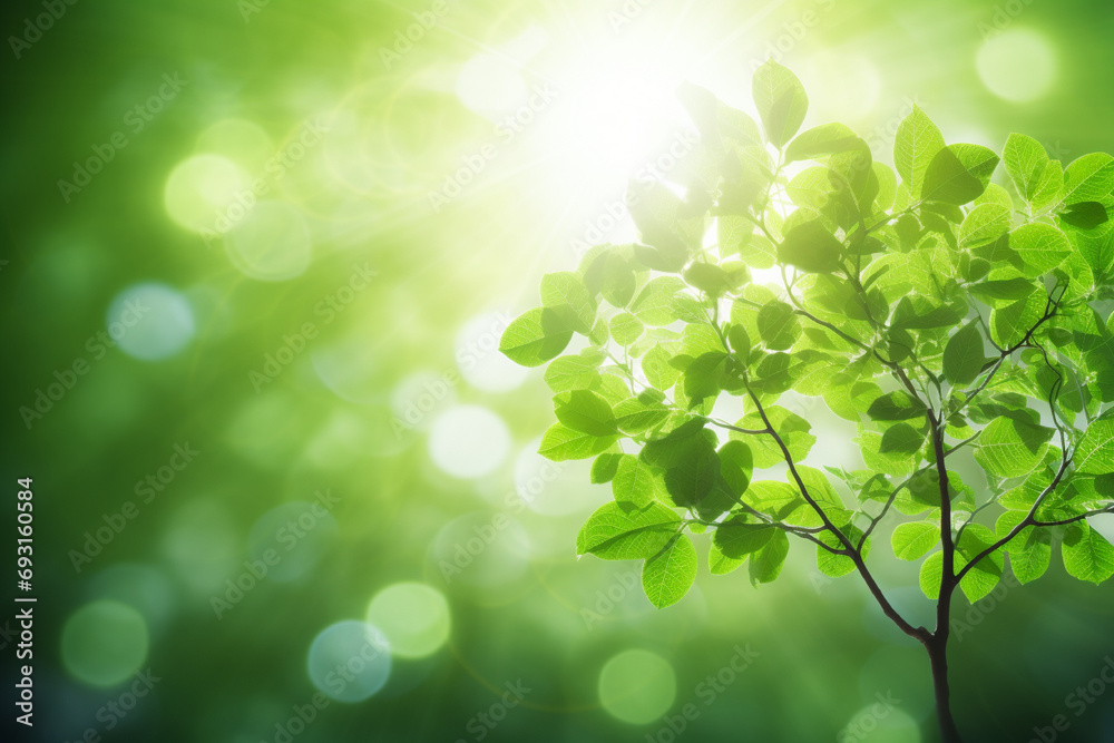 sun shining through tree leaves in the sunshine