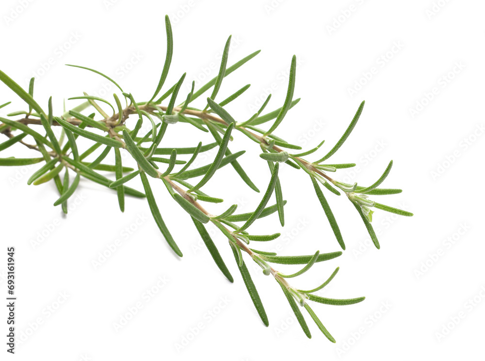 Fresh green rosemary twig and leaves isolated, top view Fresh green rosemary twig and leaves isolated, top view
