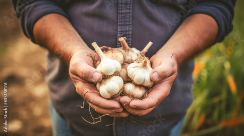 hand holding garlic in agriculture field